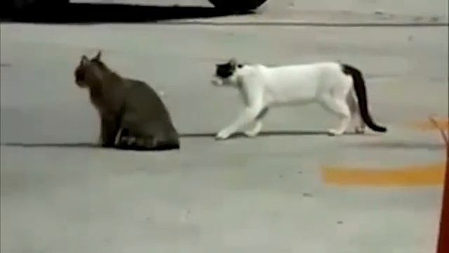 Лучшие кошачьи разборки! Жесть!)))))))) смотреть онлайн