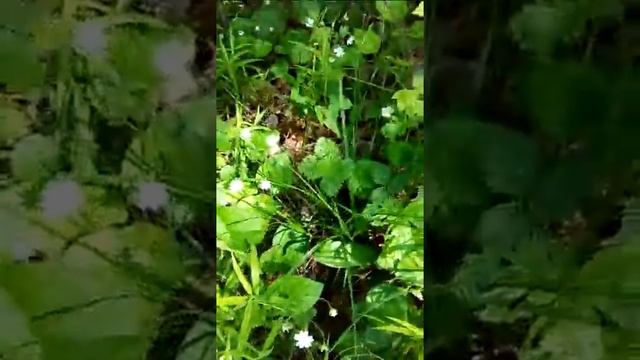 Цветы в лесу, пенье пциц, красиво! смотреть онлайн
