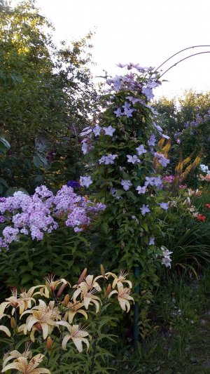 Клематисы  "Голубой ангел" и "Принц Чарльз".