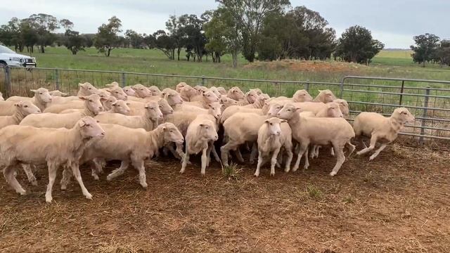 DH HILL MAIDEN EWES смотреть онлайн