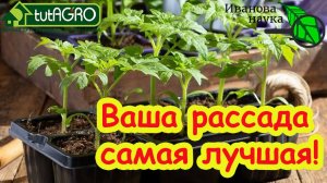 ЭТА ПОДКОРМКА ТВОРИТ ЧУДЕСА! Даже умирающая рассада встанет лесом и даст огромный урожай!