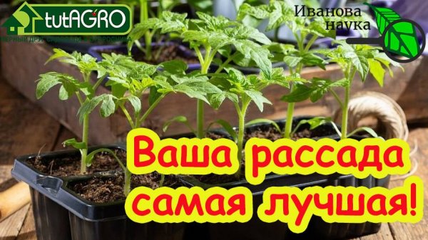 ЭТА ПОДКОРМКА ТВОРИТ ЧУДЕСА! Даже умирающая рассада встанет лесом и даст огромный урожай!