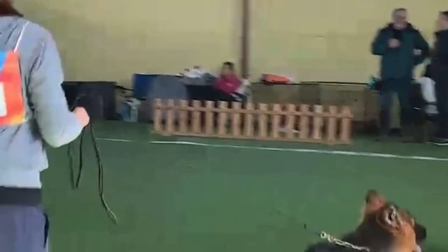 ЩЕНКИ СУКИ ДШ 1 / КЧК БРОННИЦЫ 16 марта`25 P.Firic Моно немецких овчарок