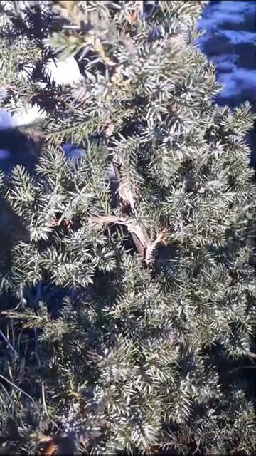 ЛУЧШЕЕ УДОБРЕНИЕ ДЛЯ РАСТЕНИЙ - ЭТО ЛЮБОВЬ! смотреть онлайн