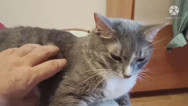 эти забавные котики . смотреть онлайн
