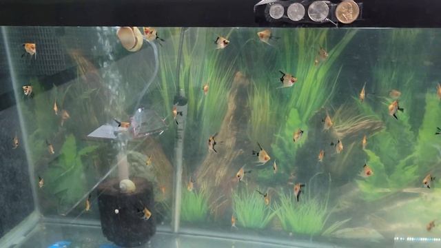 FISH STORE WALK-THROUGH: ADVANCED AQUARIUM SYSTEMS & TRADING IN MY ANGELFISHES смотреть онлайн