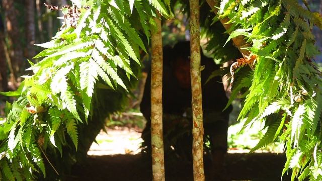 Build Primitive Bushcraft Natural Shelter in Forest With A Tiger Look For Nice Foods смотреть онлайн