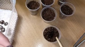 Глициния. Посадка пророщенных семян в грунт. Часть 2