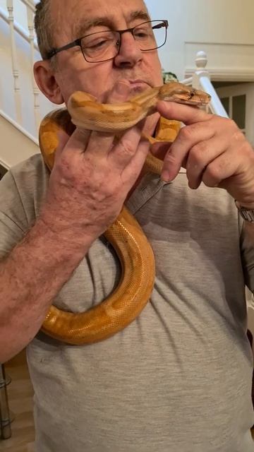 Sunset boa, hypo hog girl смотреть онлайн