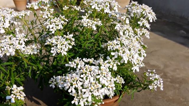 Gamalon mein Candytuft flowers | Growing nad care - Urdu/Hindi смотреть онлайн