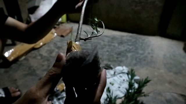 VEGETASI TERBAIK BUDIDAYA TRIGONA/KLANCENG DI RUMAH смотреть онлайн