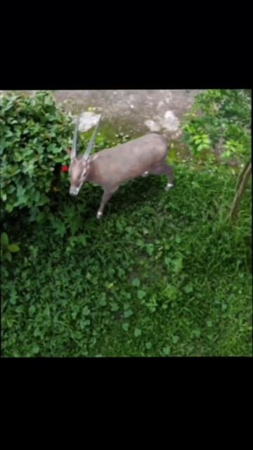 Saola antelope real sound смотреть онлайн