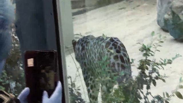 Зоопарк,Дикая большая кошка смотреть онлайн