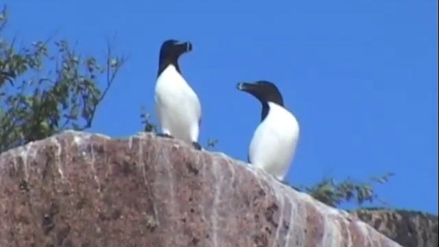 © Экспедиция на Белое море 2006 г Верхний Нижняя Пристань смотреть онлайн