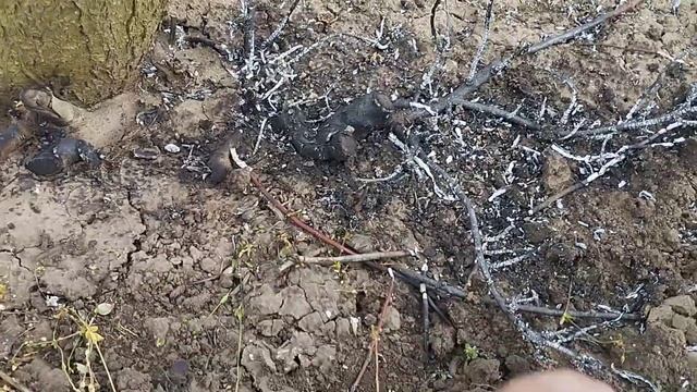 Лучший способ избавиться от дички порослей итоги за 2 года. смотреть онлайн