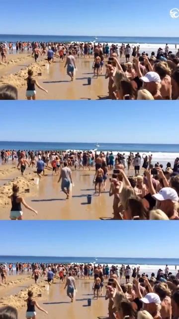 Attempting To Save A Beached Shark | Part 3 | #shorts #sharks #people