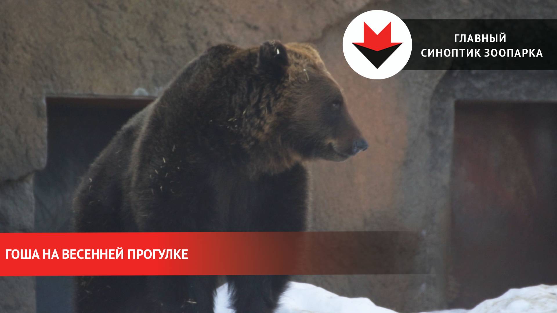 Медведь Гоша на весенней прогулке смотреть онлайн