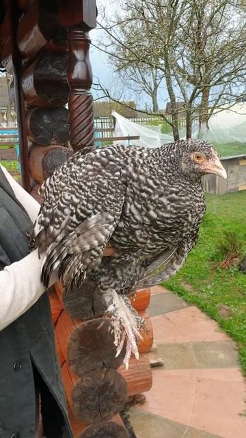 Мехеленская кукушка (6,5 мес.).