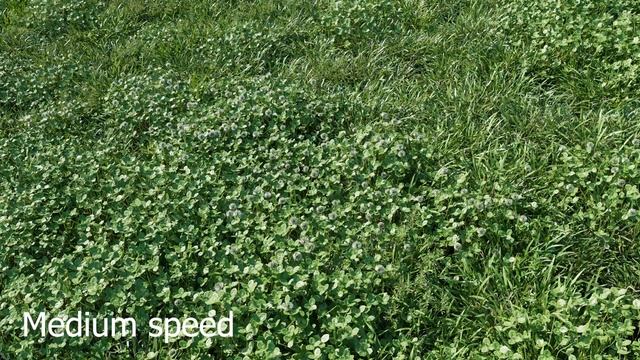 Animated loan poa pratensis and clover смотреть онлайн
