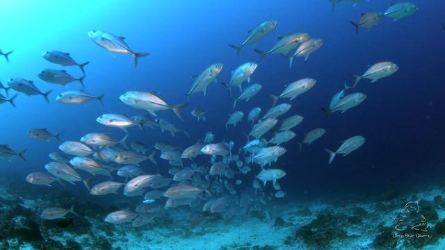 Deep Blue Divers | February Highlights 2018 смотреть онлайн