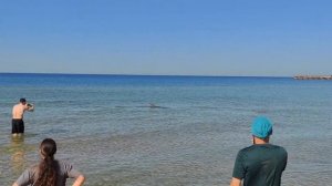 дельфины 🐬на пляже Витязево, Анапа, Паралия