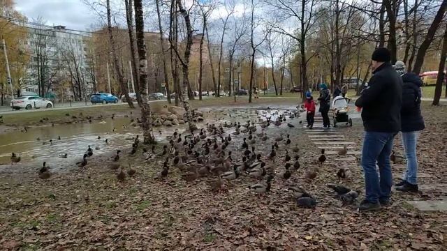 2022.10.24. Утиное ЦАРСТВО . Дикие НЕ дикие КРЯКВЫ !!! смотреть онлайн