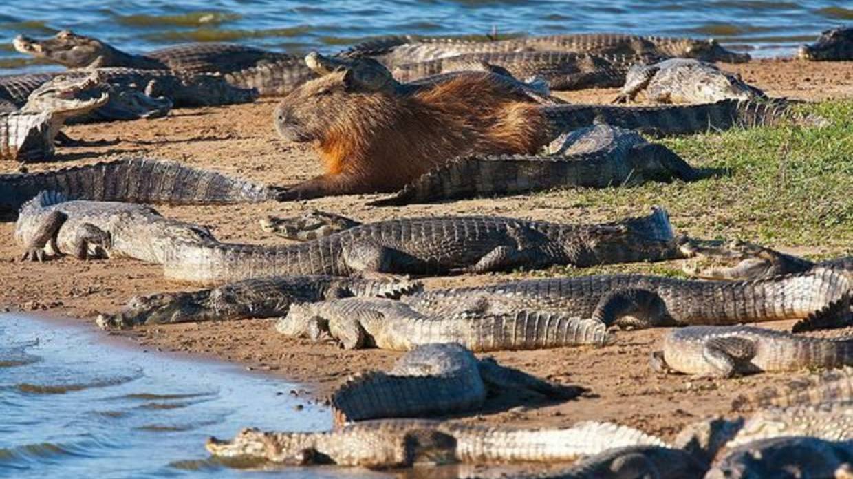 Почему Крокодил не ест Копибару? смотреть онлайн