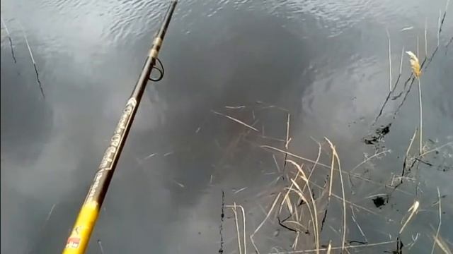 Выезд за ротанами 17.04.17 смотреть онлайн