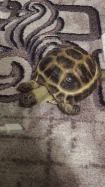 Нет я леонит Парфёнов смотреть онлайн