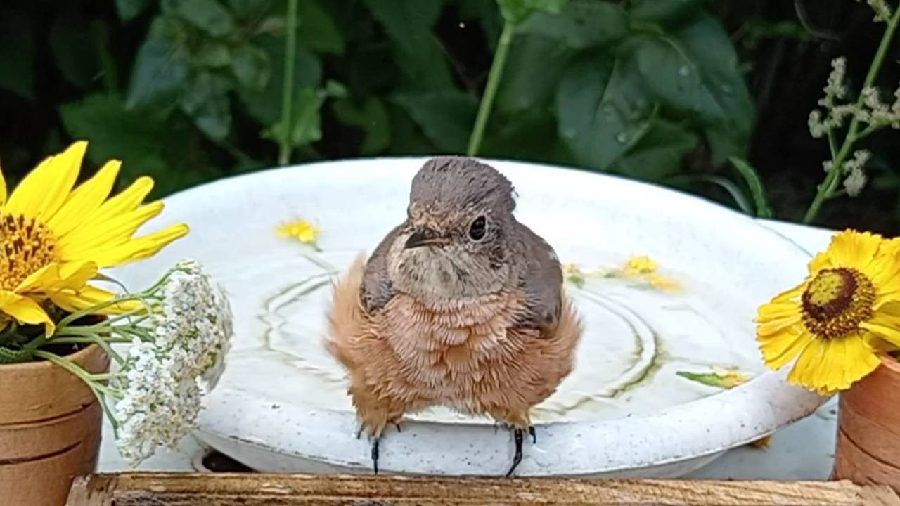 Красивая Горихвостка моет пёрышки смотреть онлайн