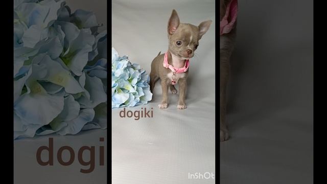 Девочка чихуахуа лилового окраса | Щенки чихуахуа Москва смотреть онлайн
