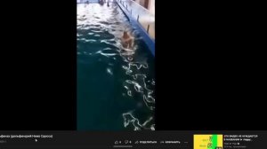 малолетние хейтеры