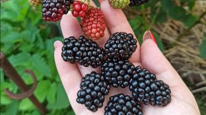 ЛПХ АК_47. Ежевика Глория. Новый безшипный сорт с крупной и сладкой ягодой. Gloria / Glorniwa