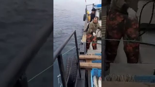 Добыча Рыбы 