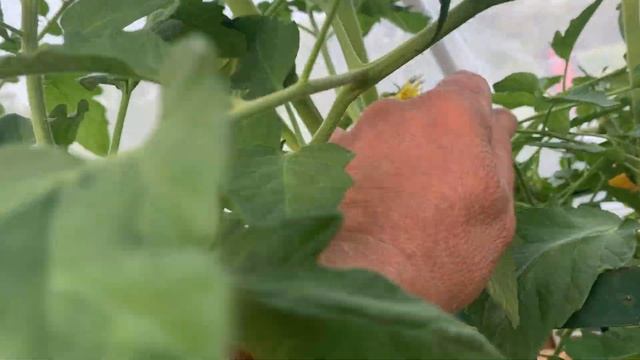Domingo Tomato July Update (BUBBA CAVE) смотреть онлайн