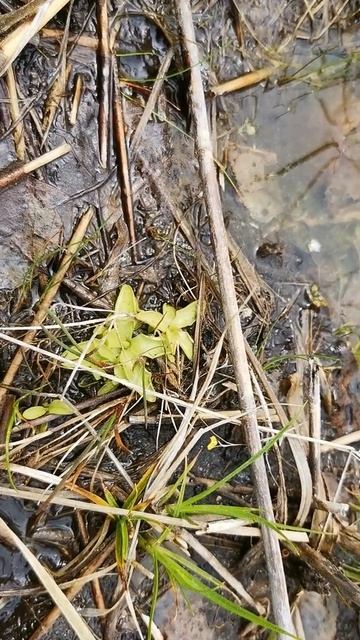 čeleď: Bublinatkovité - Tučnice česká