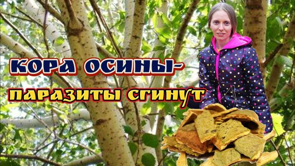 Как кора осины может спасти вашу жизнь?