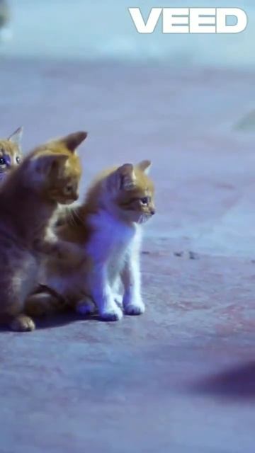 MEOW some Cat Facts You Didn't Know! 🐱 смотреть онлайн