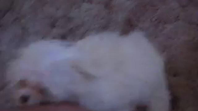 doggy style and hand job смотреть онлайн