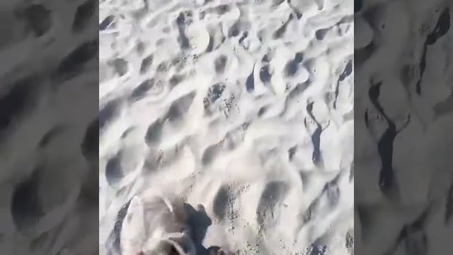 Поющие пески на Куршской косе смотреть онлайн