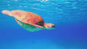 ПОДВОДНЫЙ МИР*ОКЕАН*МУЗЫКА ДЛЯ ОТДЫХА