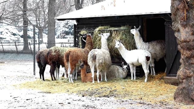 amazing beautiful Llama alpaca video 4k relaxing with alpacas #alpaca #alpacafarm #alpacaworld смотреть онлайн