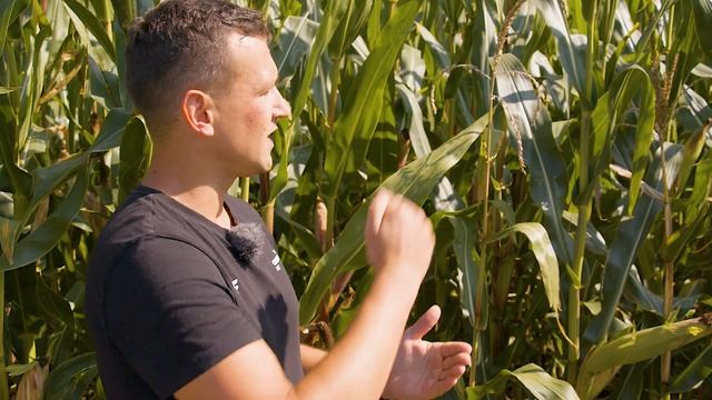 Jak ustalić termin zbioru kukurydzy na kiszonkę i ziarno? || AR #195 смотреть онлайн