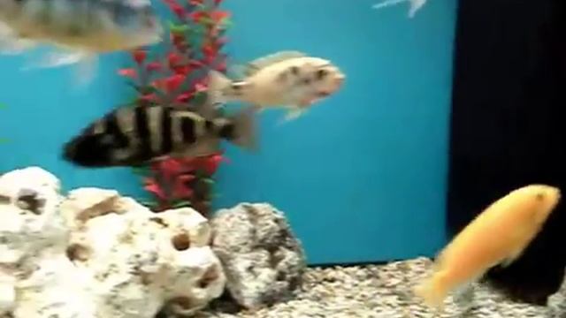 Malawi cichlids, Placidochromis Jonstoni смотреть онлайн