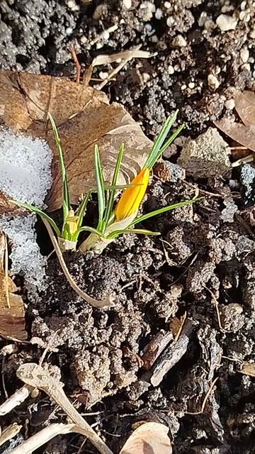 Оранжевые крокусы смотреть онлайн