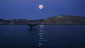 Сура Аль-Бакара | Мансур Салими |красивое чтение Корана. Quran Surah Al Baqara Mansour Al Salmi