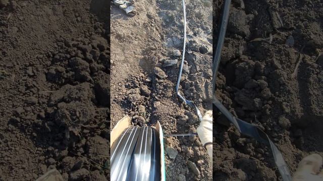 Работа в Питомнике, прокладка шланга для новых рядов (Ингушетия, Назрань 2023) смотреть онлайн