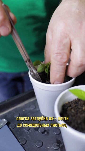 Сочные и хрустящие перцы будете собирать вёдрами! Пикировка рассады перца смотреть онлайн