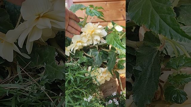 моя Шардоне