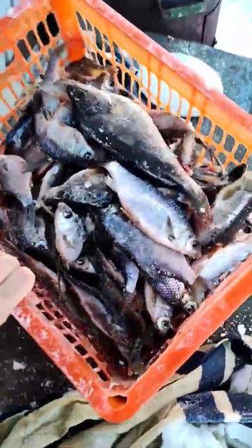 рыба сухого посола